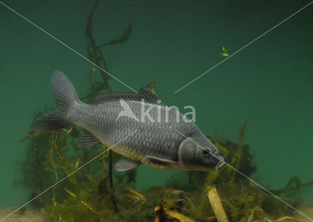 Karper (Cyprinus carpio)