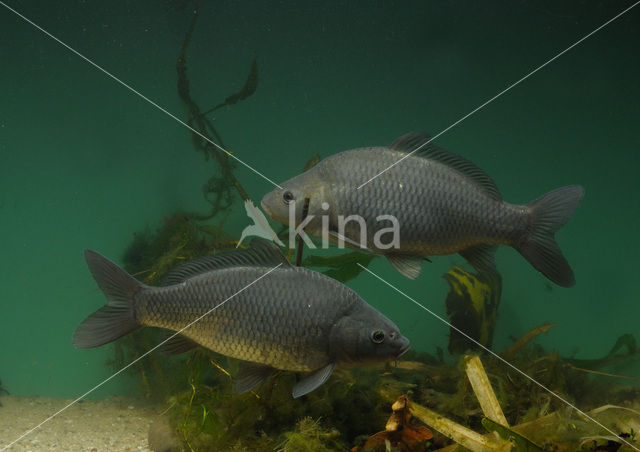 Karper (Cyprinus carpio)