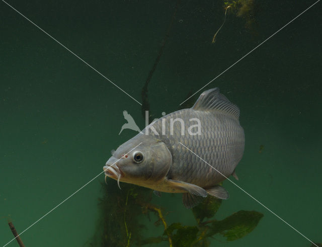 Karper (Cyprinus carpio)