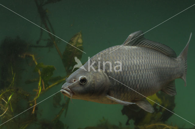 Common Carp (Cyprinus carpio)