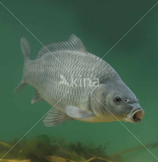 Karper (Cyprinus carpio)