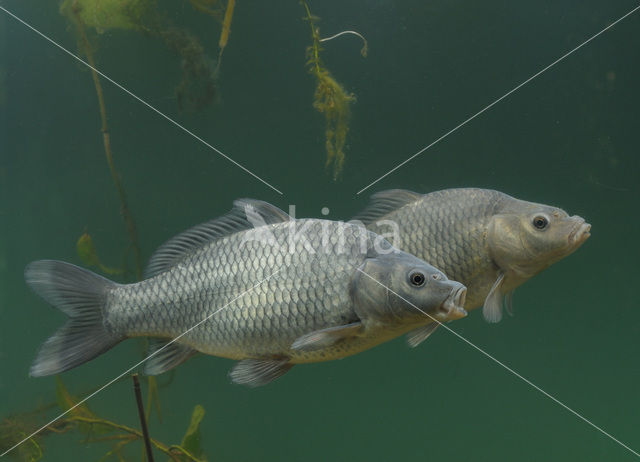 Common Carp (Cyprinus carpio)