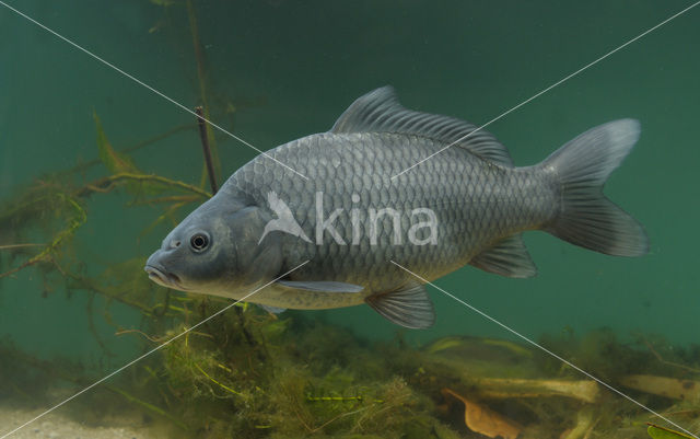 Common Carp (Cyprinus carpio)