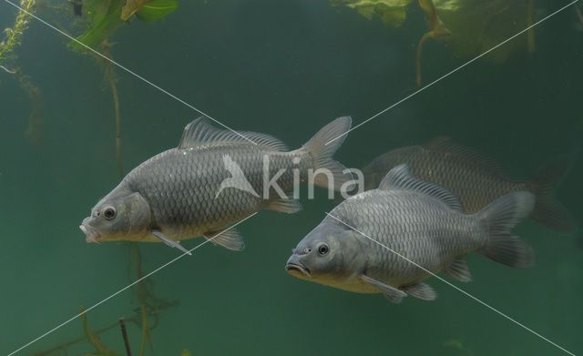 Common Carp (Cyprinus carpio)