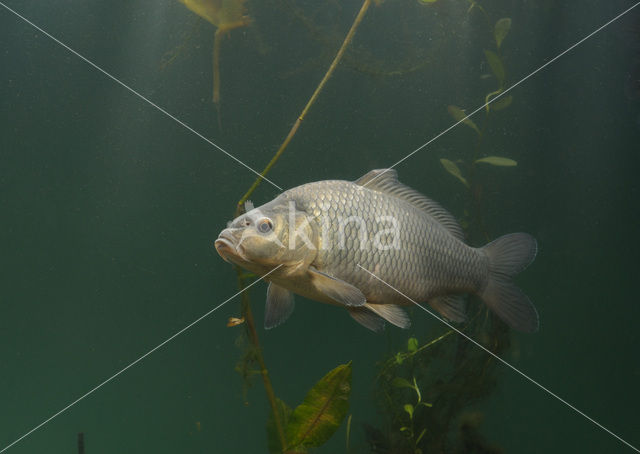 Karper (Cyprinus carpio)