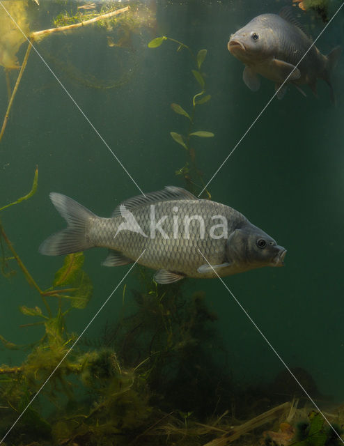 Karper (Cyprinus carpio)