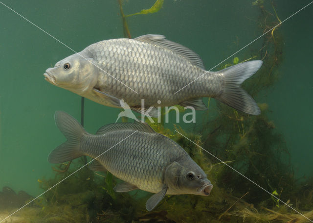 Karper (Cyprinus carpio)