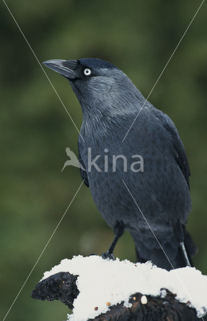 Eurasian Jackdaw (Corvus monedula)