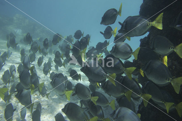 Angelfish (Pomacanthus spec)