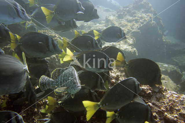 Angelfish (Pomacanthus spec)