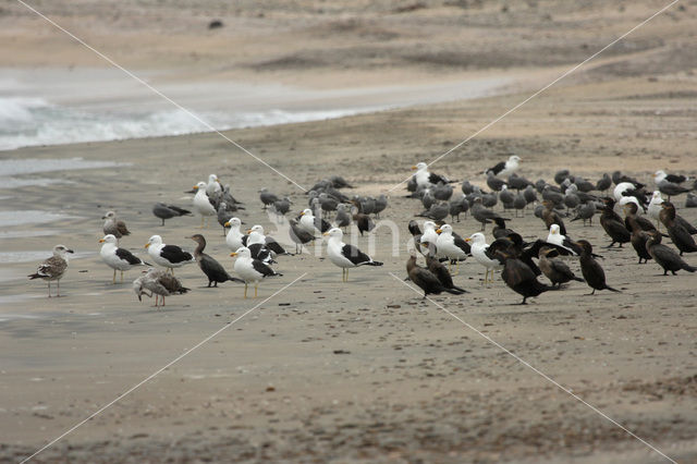 Kelpmeeuw (Larus dominicanus)