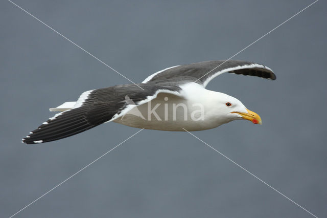 Southern black-backed gull