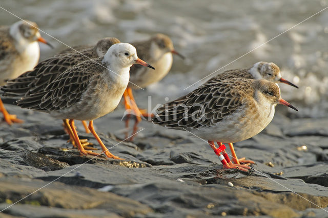Ruff (Philomachus pugnax)