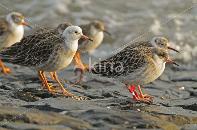 Kemphaan (Philomachus pugnax)