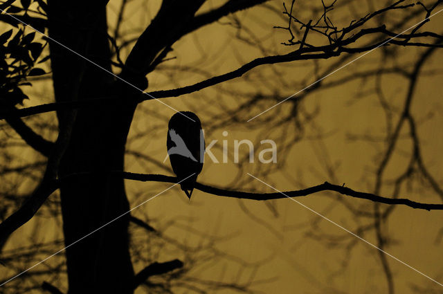 Barn Owl (Tyto alba)