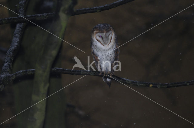 Barn Owl (Tyto alba)