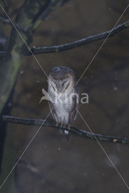 Kerkuil (Tyto alba)