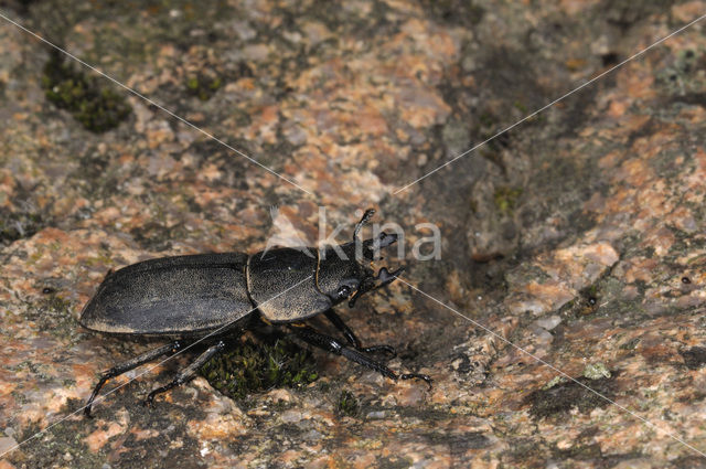 Small Stag Beetle (Dorcus parallelipipedus)