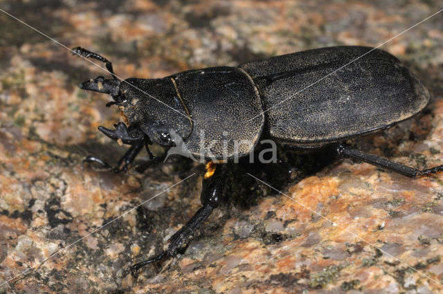 Klein vliegend hert (Dorcus parallelipipedus)