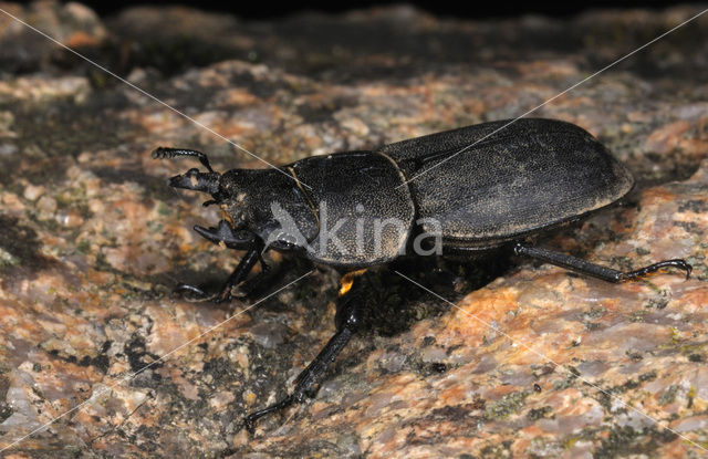 Small Stag Beetle (Dorcus parallelipipedus)