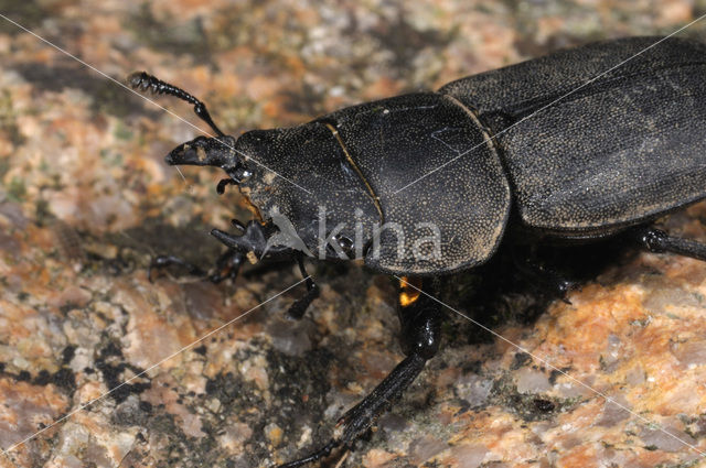 Small Stag Beetle (Dorcus parallelipipedus)