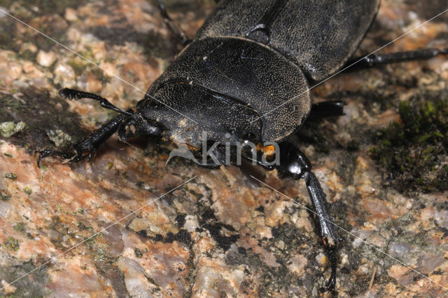 Small Stag Beetle (Dorcus parallelipipedus)
