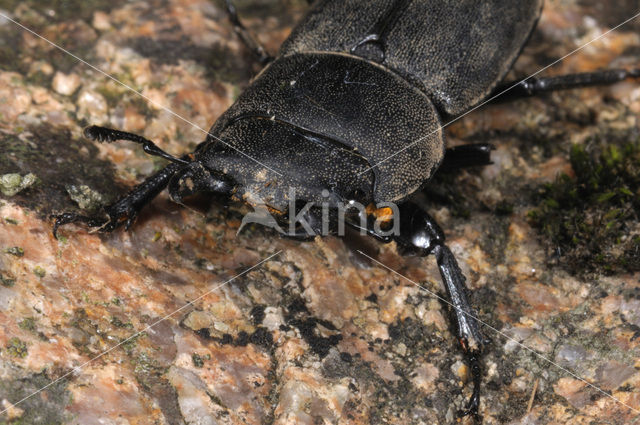 Klein vliegend hert (Dorcus parallelipipedus)