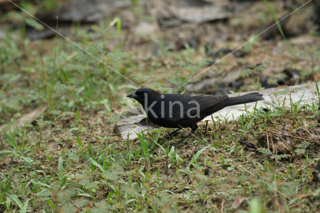 Shiny Cowbird (Molothrus bonariensis)