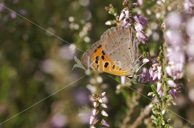 Kleine vuurvlinder (Lycaena phlaeas)