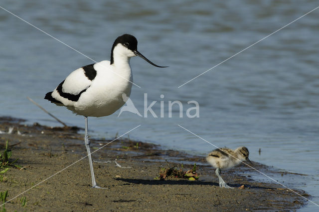 Pied Avocet (Recurvirostra avosetta)