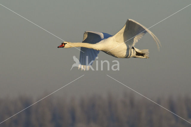 Knobbelzwaan (Cygnus olor)