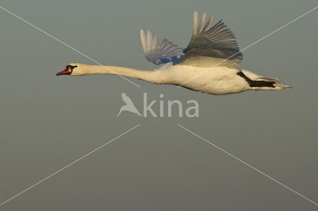 Mute Swan (Cygnus olor)