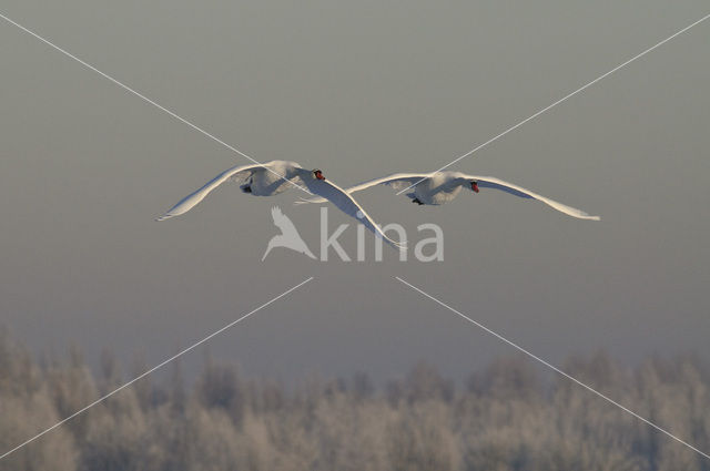 Mute Swan (Cygnus olor)