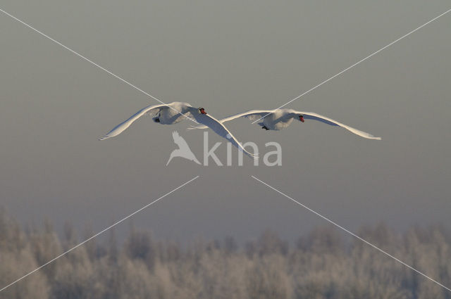 Knobbelzwaan (Cygnus olor)