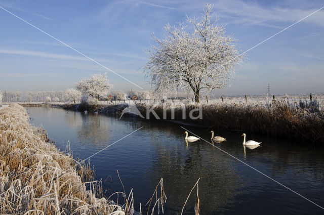 Knobbelzwaan (Cygnus olor)