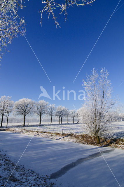 Knotwilg (Salix alba)