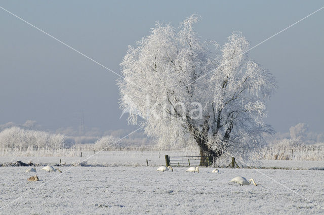 Knotwilg (Salix alba)