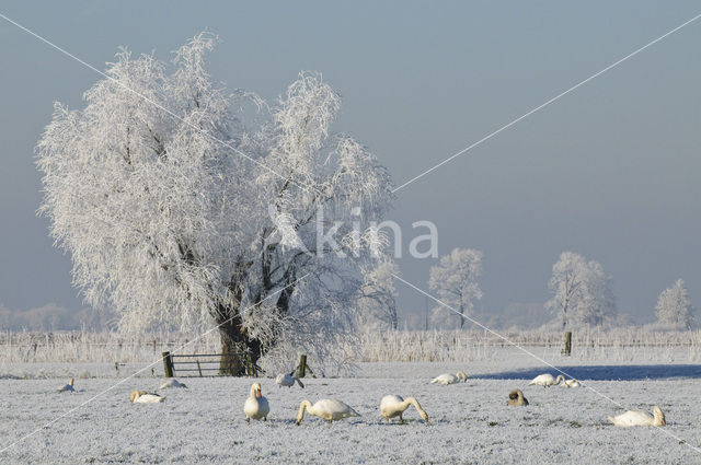 Knotwilg (Salix alba)