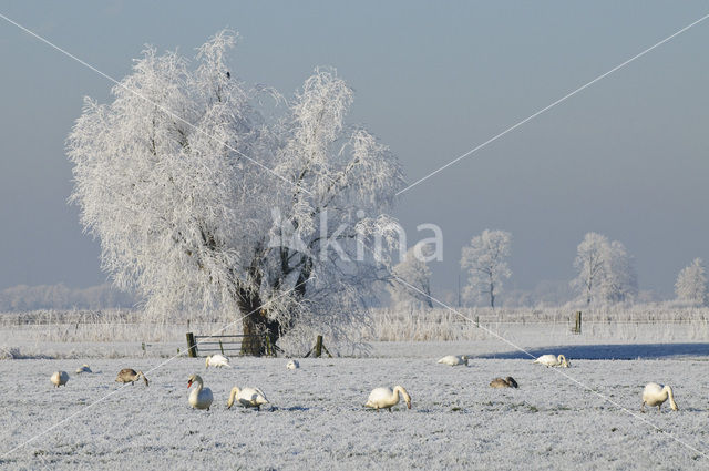 Knotwilg (Salix alba)