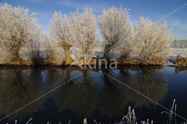 Knotwilg (Salix alba)