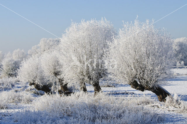 Knotwilg (Salix alba)