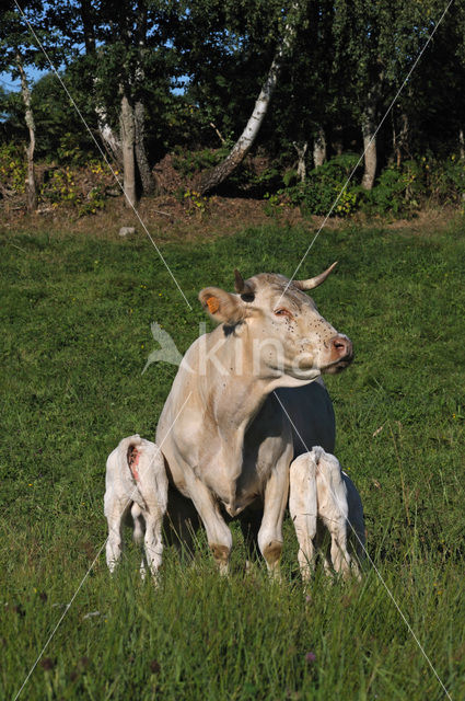 Cow (Bos domesticus)