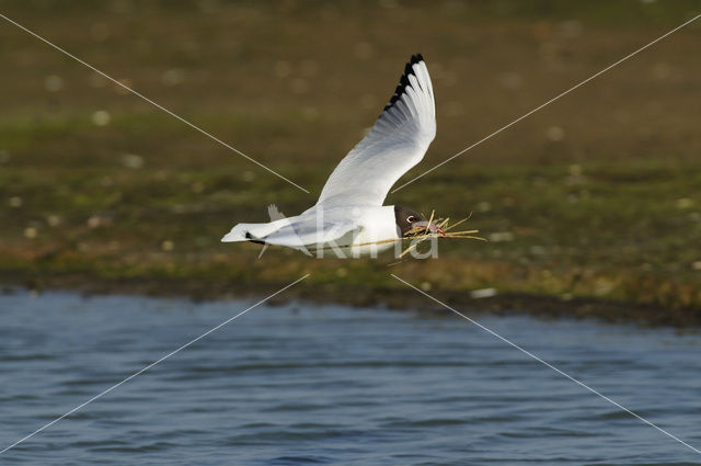 Black-headed Gull (Larus ridibundus)