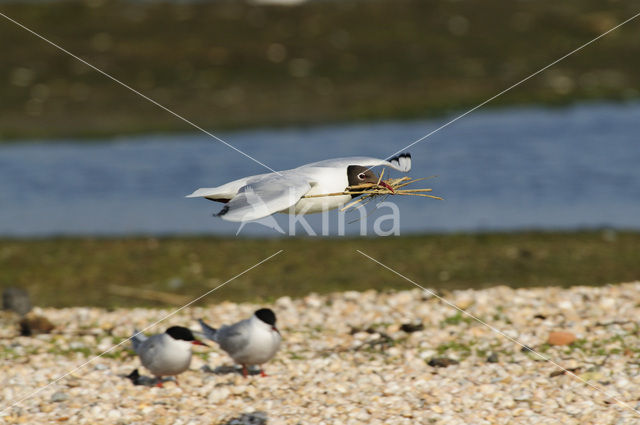 Black-headed Gull (Larus ridibundus)