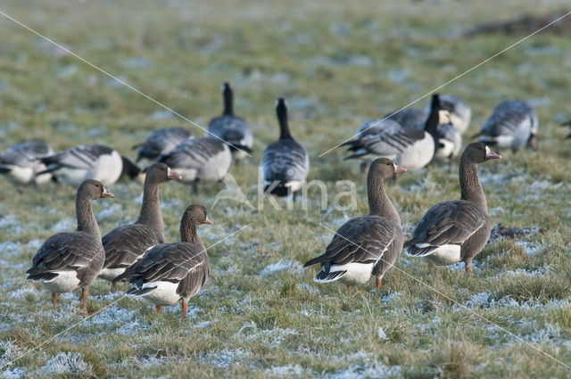 White-fronted goose (Anser albifrons)