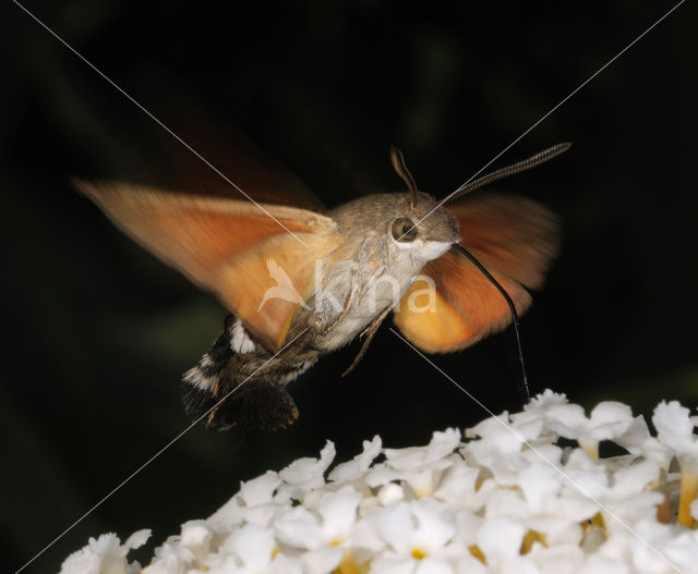 Kolibrievlinder (Macroglossum stellatarum)