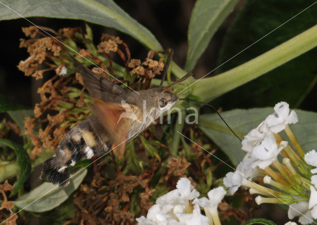 Kolibrievlinder (Macroglossum stellatarum)