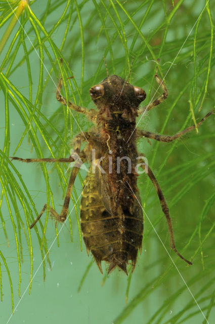 Korenbout sp. (Libellula sp.)