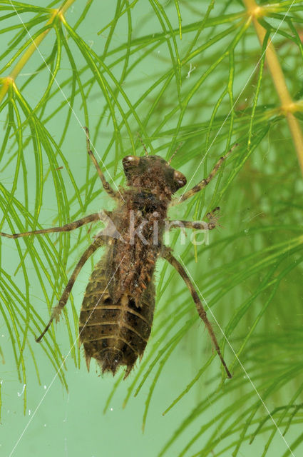 Libellula sp.