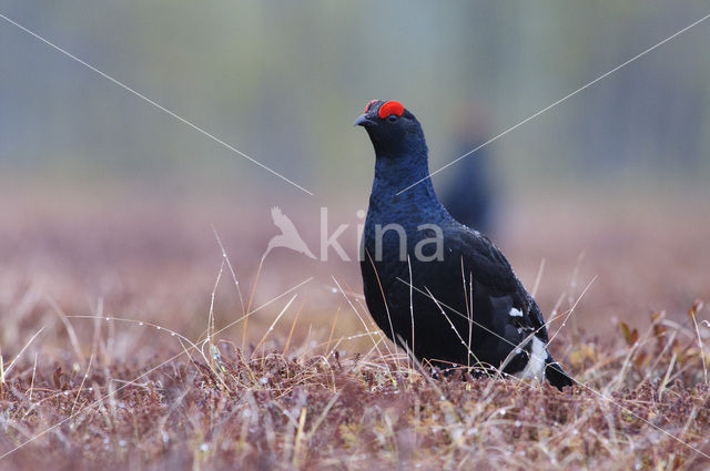 Black Grouse (Tetrao tetrix)